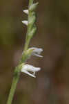 Texas lady's tresses